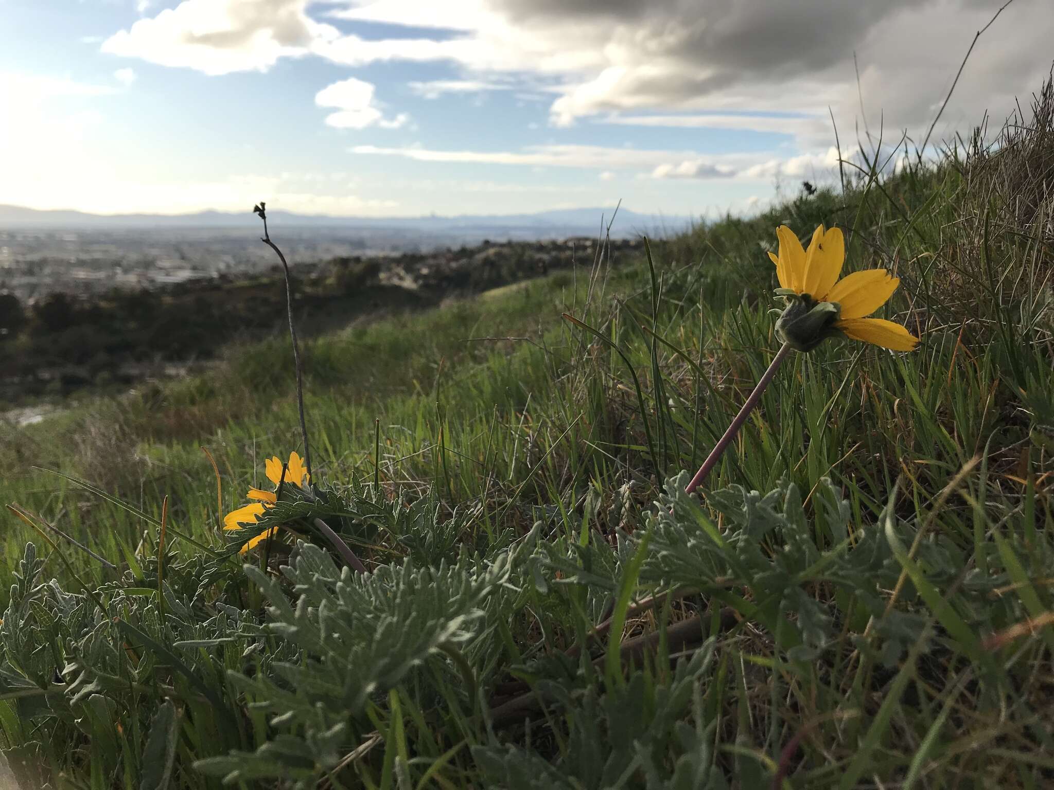 Image of California balsamroot