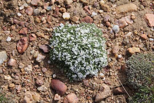 Imagem de Phlox hoodii subsp. muscoides (Nutt.) Wherry