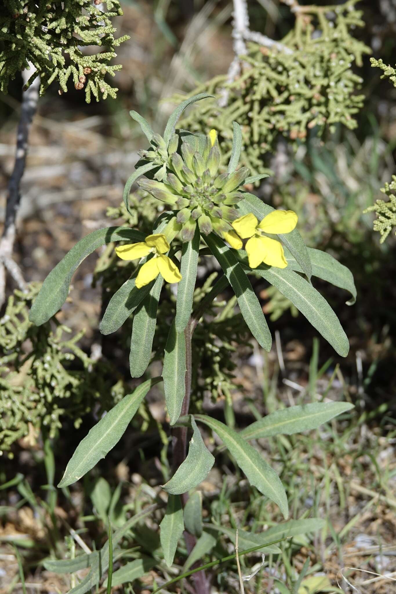 Imagem de Erysimum asperum (Nutt.) DC.