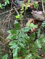 Image of streambank flowering fern