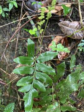 Image of streambank flowering fern