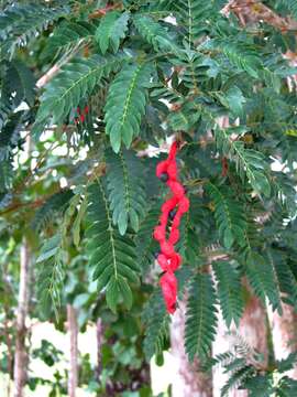 Sivun Cojoba graciliflora (S. F. Blake) Britton & Rose kuva