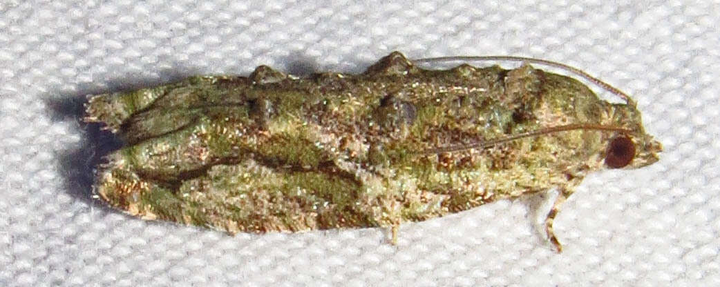 Image of Maple Twig Borer Moth