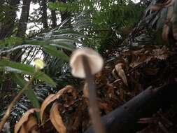 Image of Entoloma bicoloripes (Largent & Thiers) Noordel. & Co-David 2009