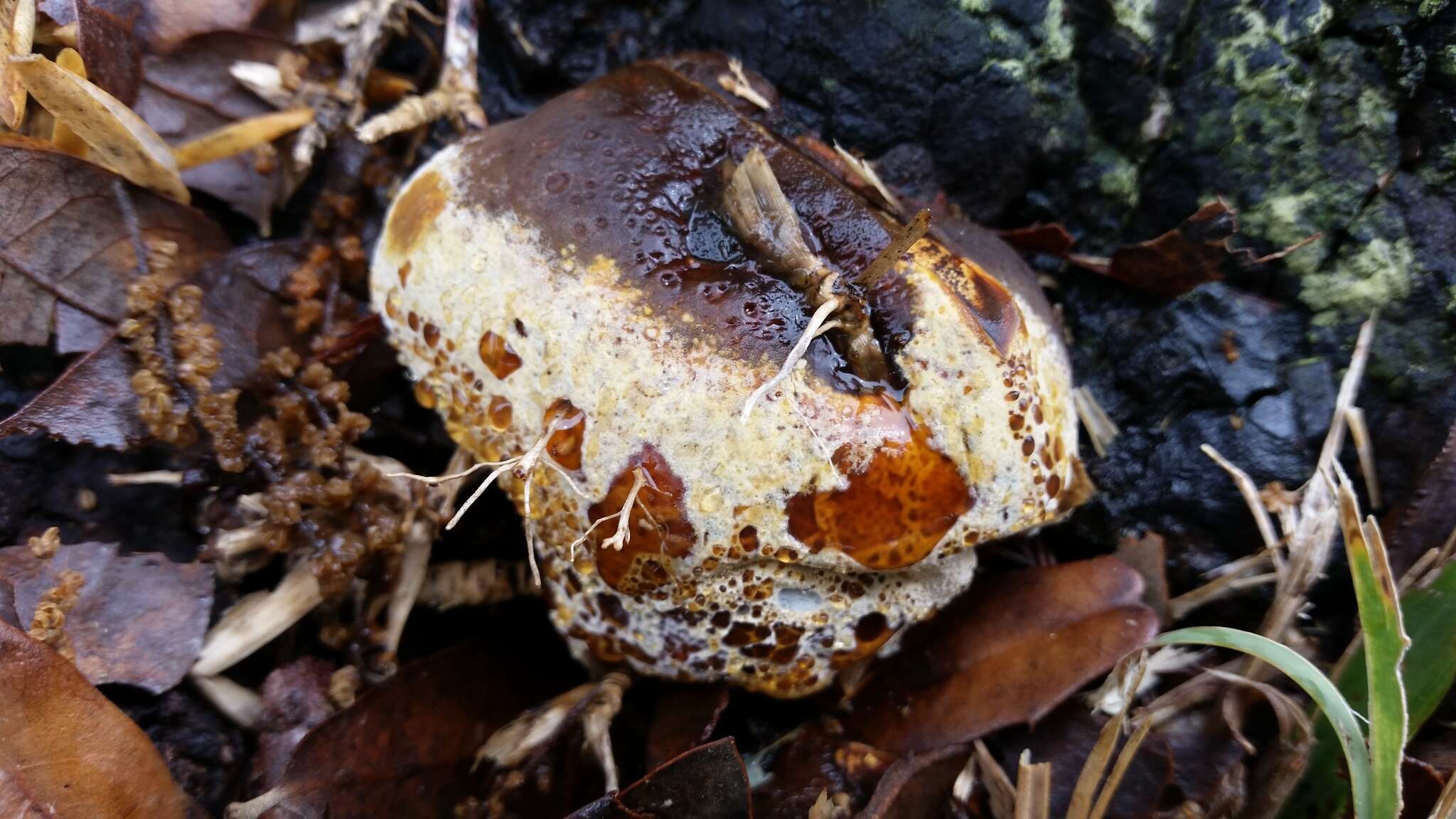 Image of Phellinus badius (Cooke) G. Cunn. 1965