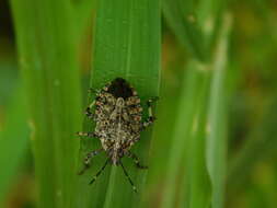 Image of Apateticus (Apateticus) lineolatus (Herrich-Schaeffer 1840)