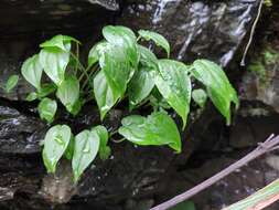 Image of Pinellia cordata N. E. Br.