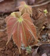 Image of Sterculia villosa Roxb.