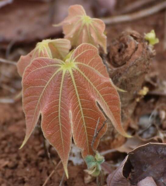 Imagem de Sterculia villosa Roxb.