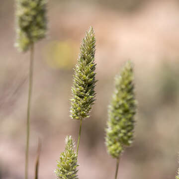 Image de Rostraria pumila (Desf.) Tzvelev