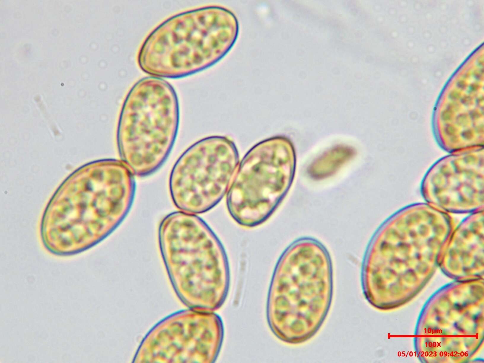 صورة Coniophora arida (Fr.) P. Karst. 1868