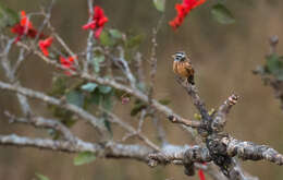 صورة Emberiza goslingi (Alexander 1906)