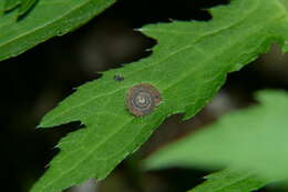 Imagem de Ciliella ciliata (W. Hartmann 1821)