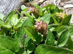 Prunella vulgaris subsp. vulgaris resmi