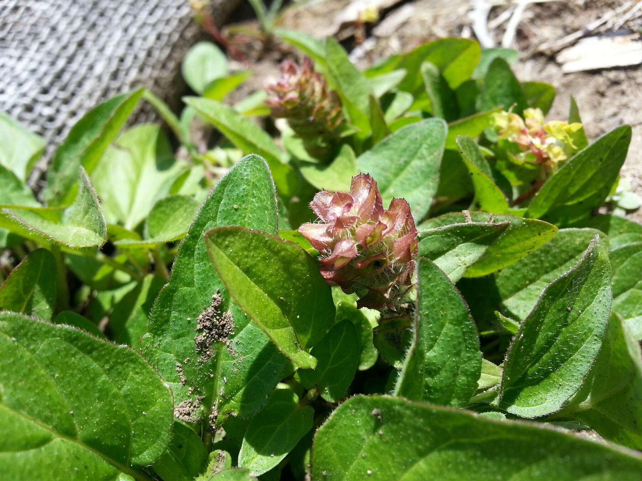 Prunella vulgaris subsp. vulgaris resmi