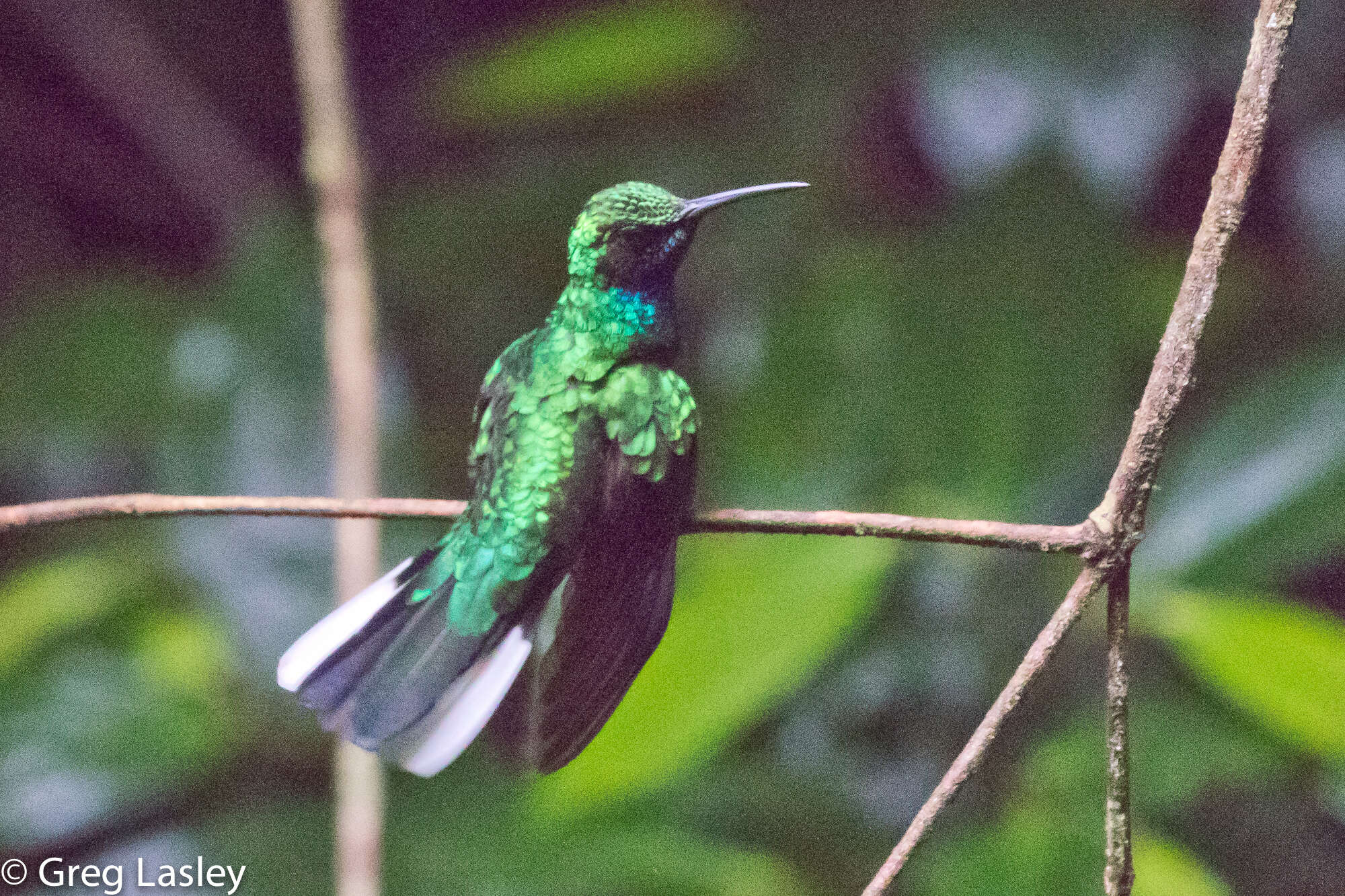 Image of White-tailed Sabrewing