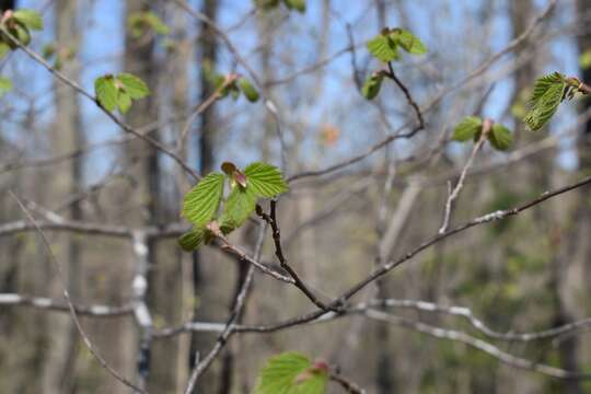 Image of Corylus sieboldiana Blume