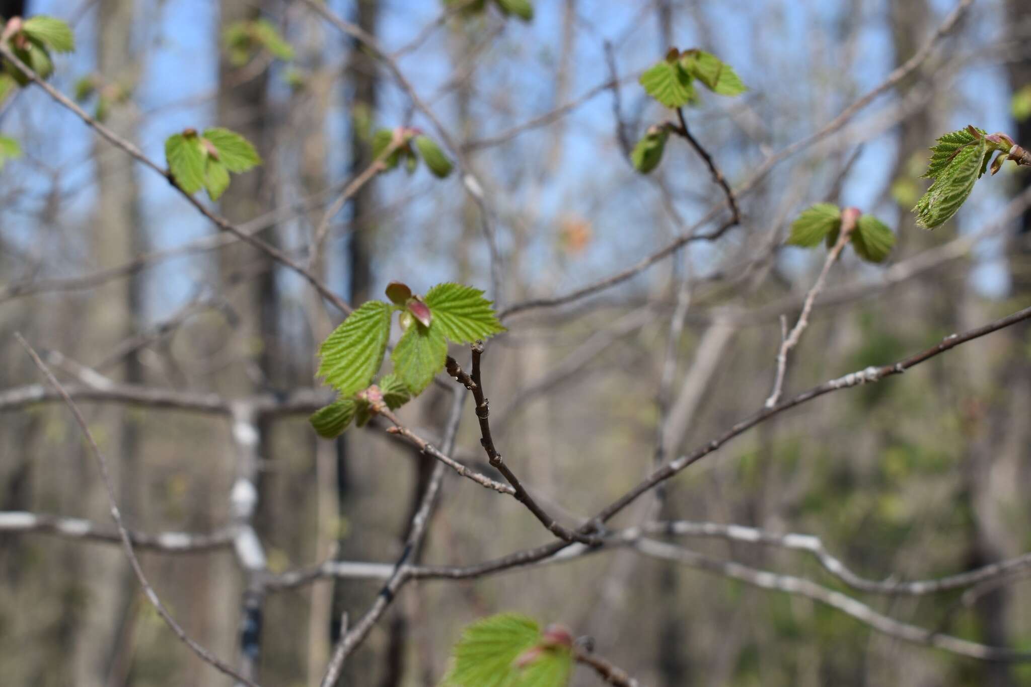 Image of Corylus sieboldiana var. mandshurica (Maxim.) C. K. Schneid.