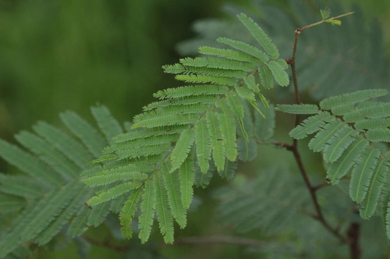 Image of Calliandra houstoniana var. anomala (Kunth) Barneby