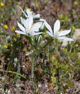 Imagem de Ornithogalum navaschinii Agapova