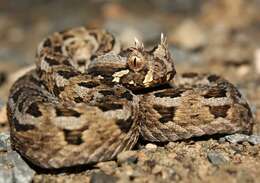 Image of Many-horned adder