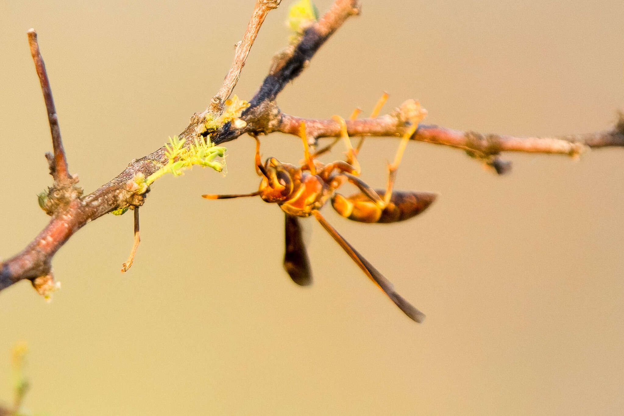 صورة Polistes arizonensis Snelling 1954