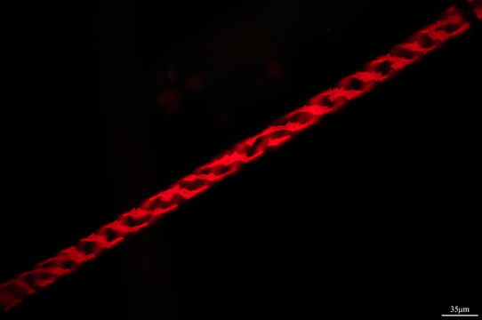Image of <i>Genicularia spirotaenia</i>