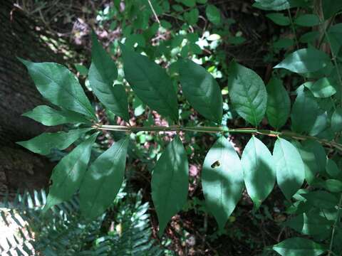 Image de Euonymus alatus (Thunb.) Siebold