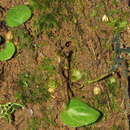 Cyrtostylis rotundifolia Hook. fil. resmi
