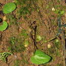 Image of Cyrtostylis rotundifolia Hook. fil.