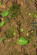 Image of Cyrtostylis rotundifolia Hook. fil.