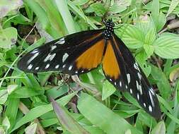 Image of Heliconius hecalesia formosus Bates 1863