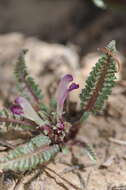 Image of dwarf lousewort