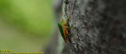 صورة Acanthosoma crassicaudum Jakovlev 1880