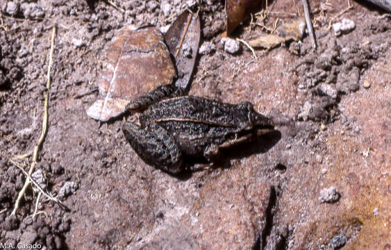 Image of Leptodactylus longirostris Boulenger 1882