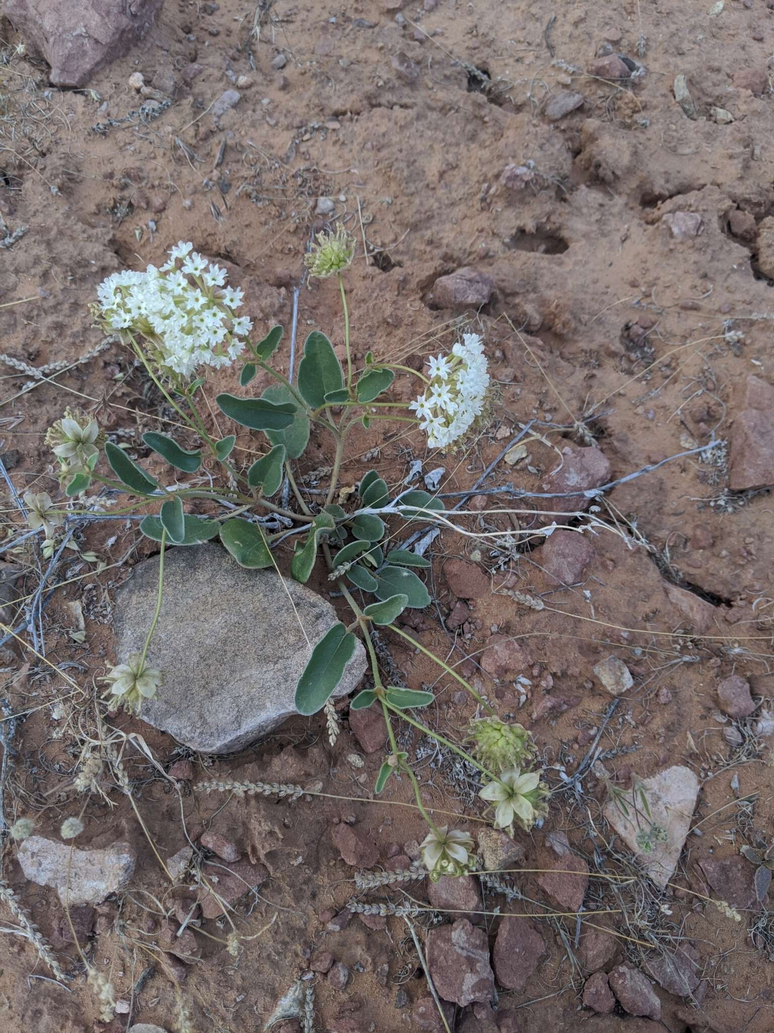 Image of fragrant white sand verbena