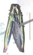 Image of Agrilus furcillatus Chevrolat 1834