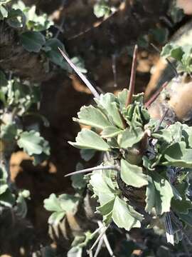 Image of Monsonia crassicaulis (S. E. A. Rehm) F. Albers