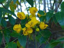 Plancia ëd Senna floribunda (Cav.) H. S. Irwin & Barneby