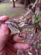 Anolis cybotes Cope 1862 resmi