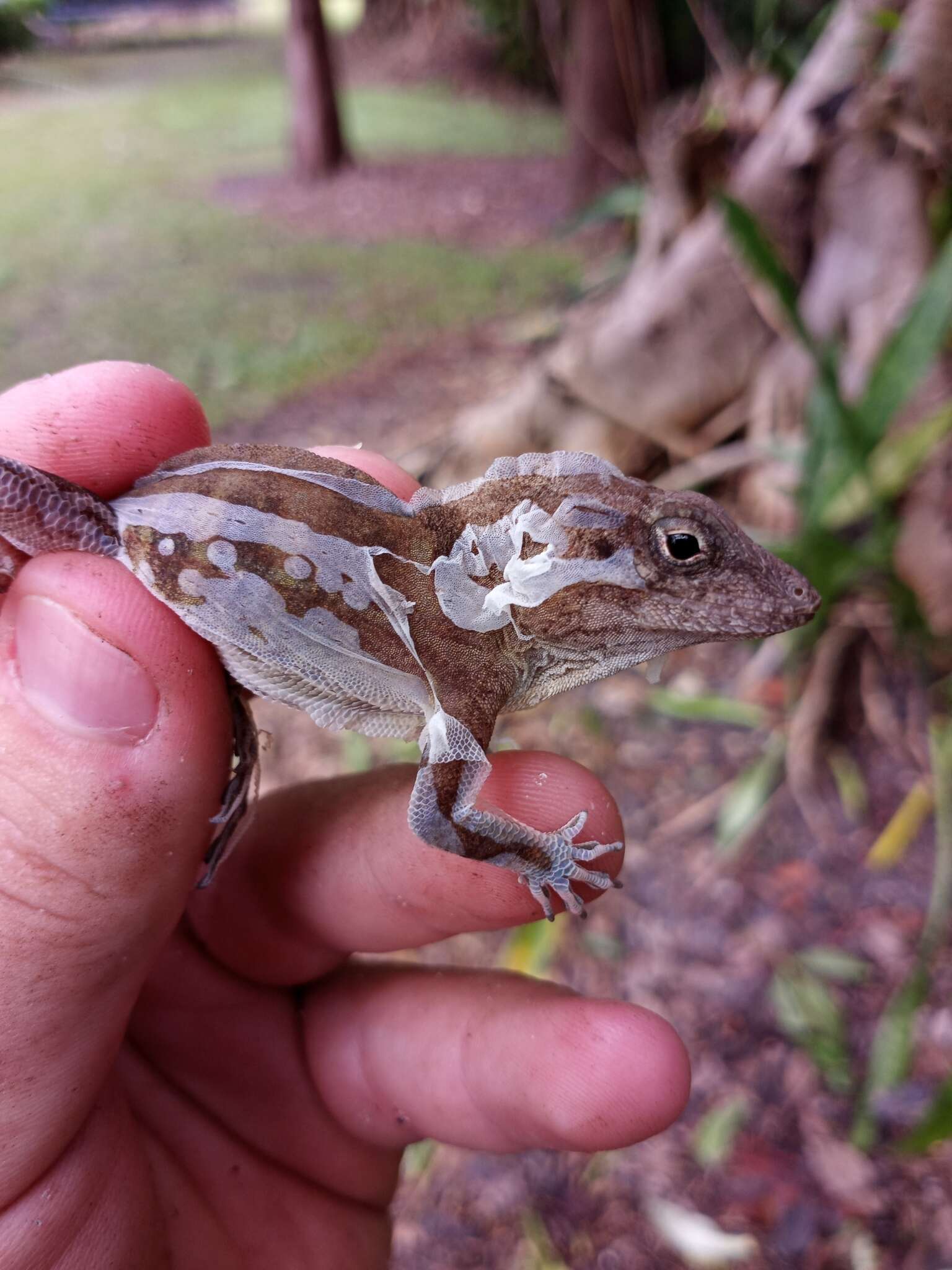 Imagem de Anolis cybotes Cope 1862