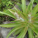 Image of Echeveria novogaliciana J. Reyes, Brachet & O. González