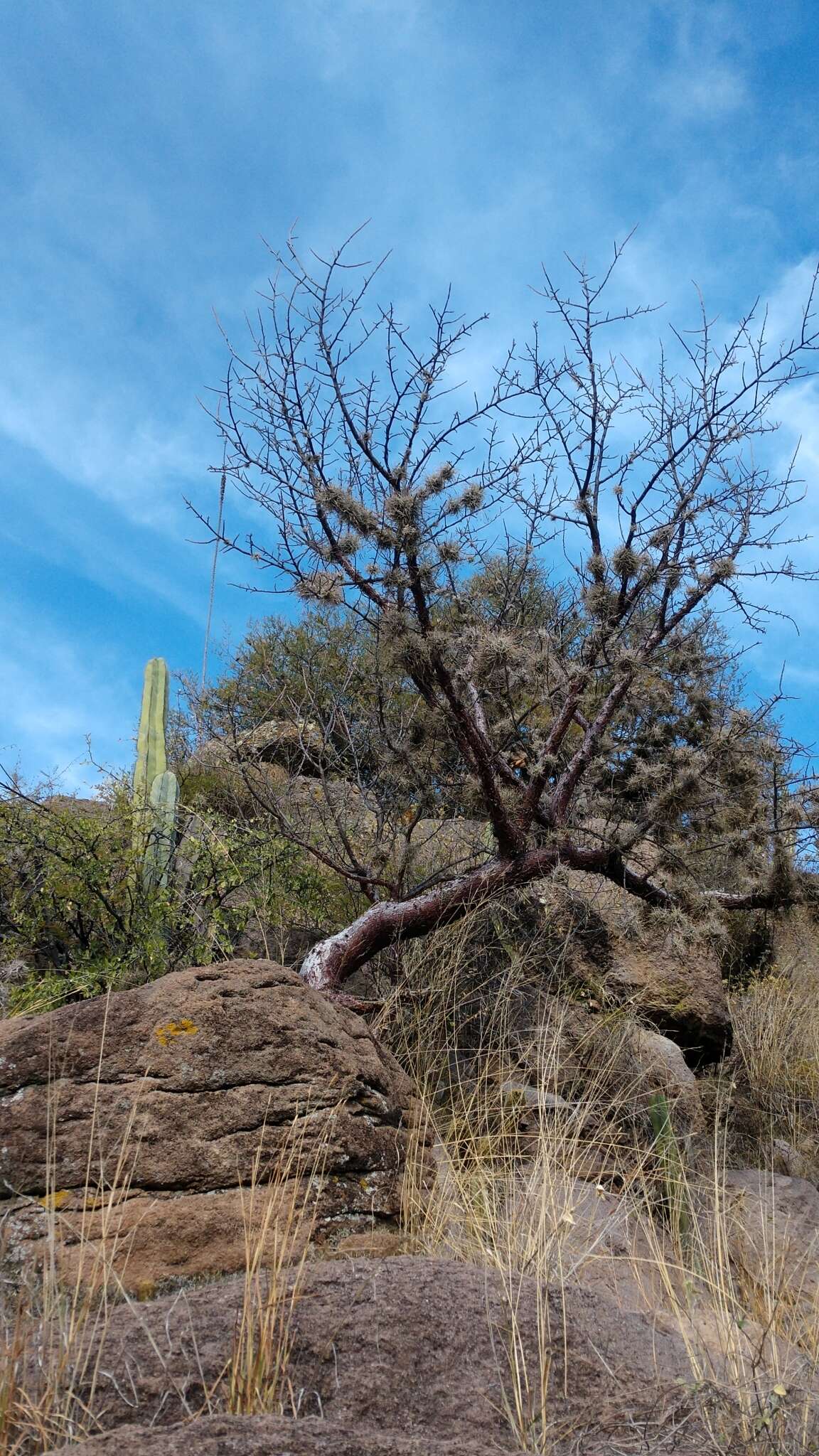 Plancia ëd Bursera morelensis Ramirez