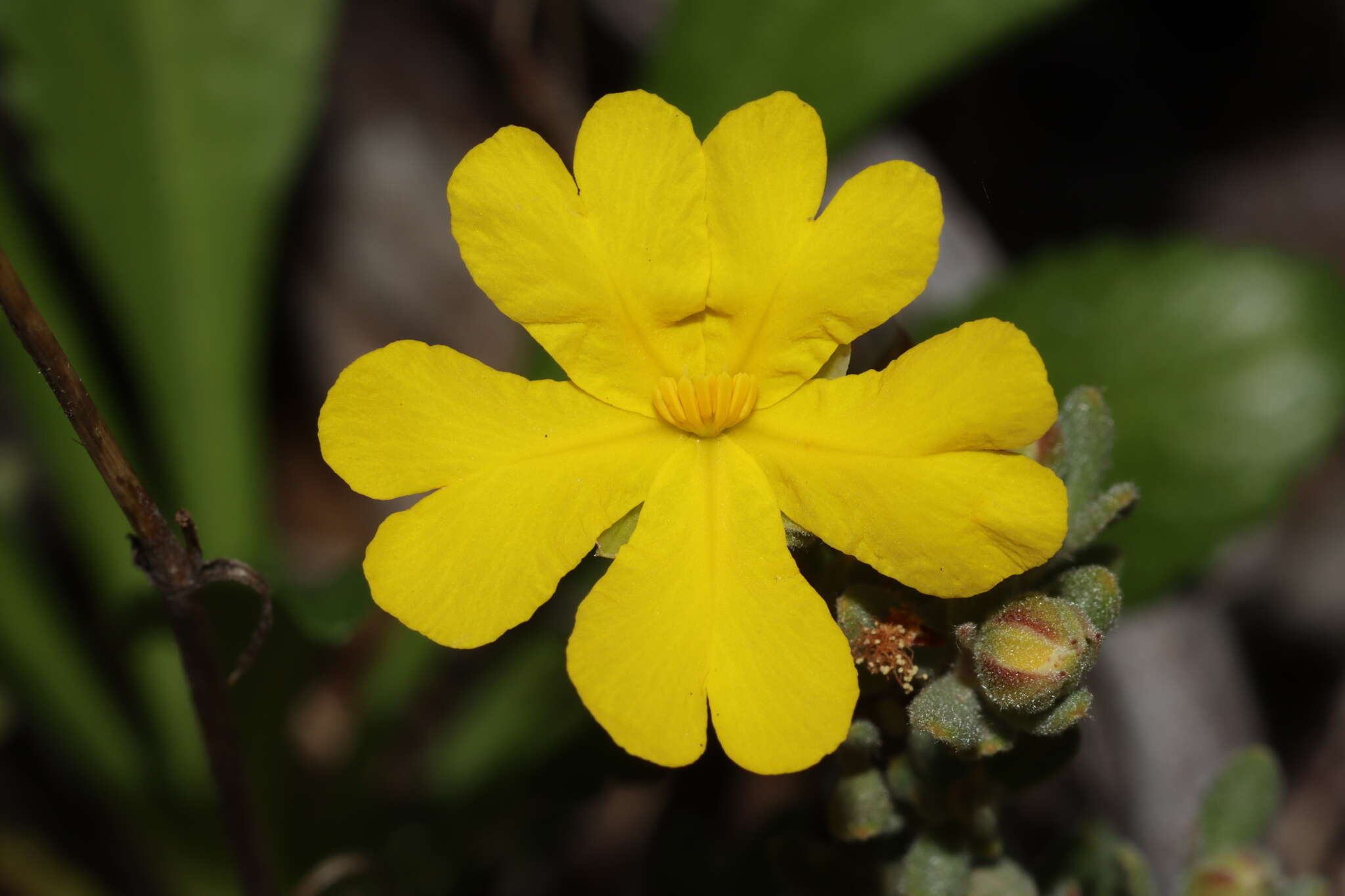 Sivun Hibbertia cinerea (R. Br ex DC.) H. R. Toelken kuva