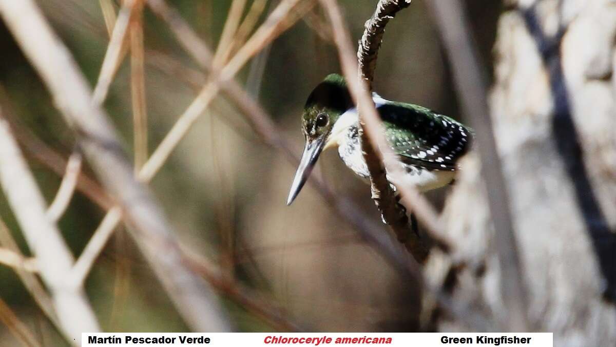 Image of Green Kingfisher