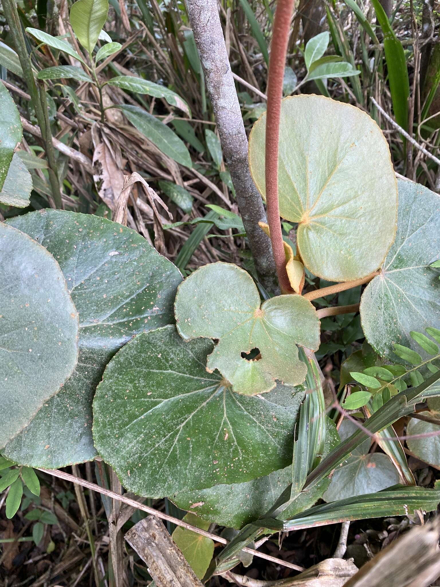 Image of Begonia grisea A. DC.