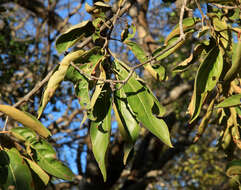 Sivun Combretum collinum subsp. suluense (Engl. & Diels) Okafor kuva