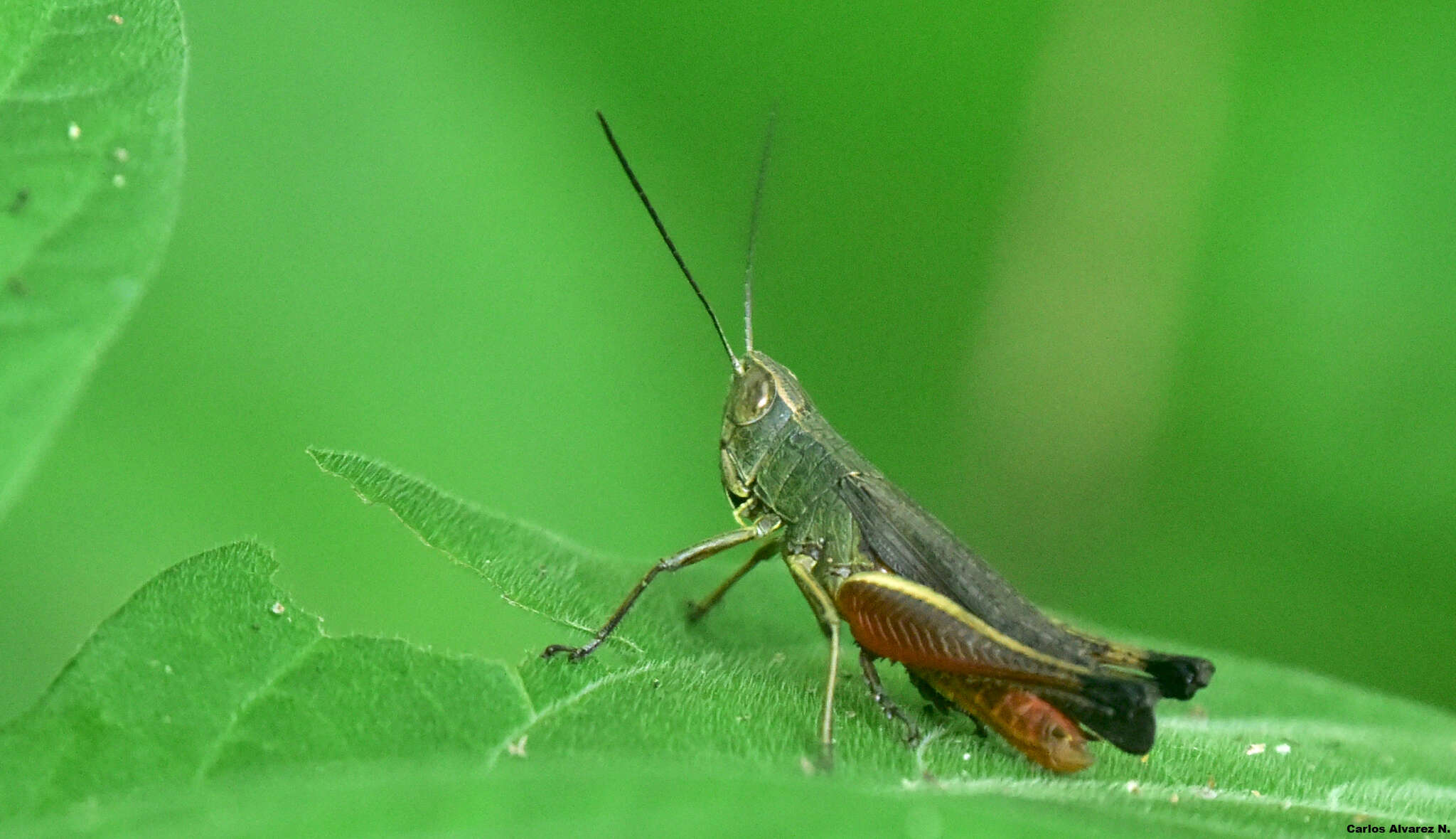 Слика од Amblytropidia trinitatis Bruner & L. 1904