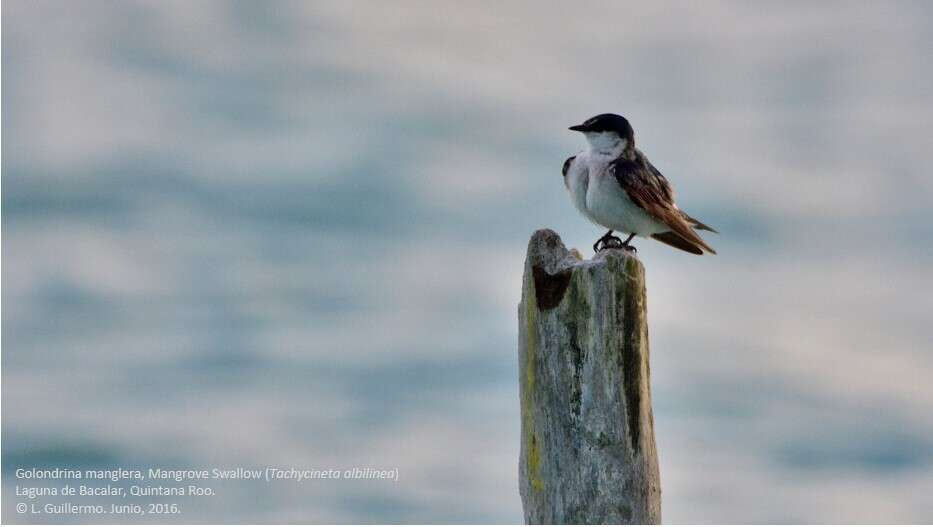 Image of Mangrove Swallow