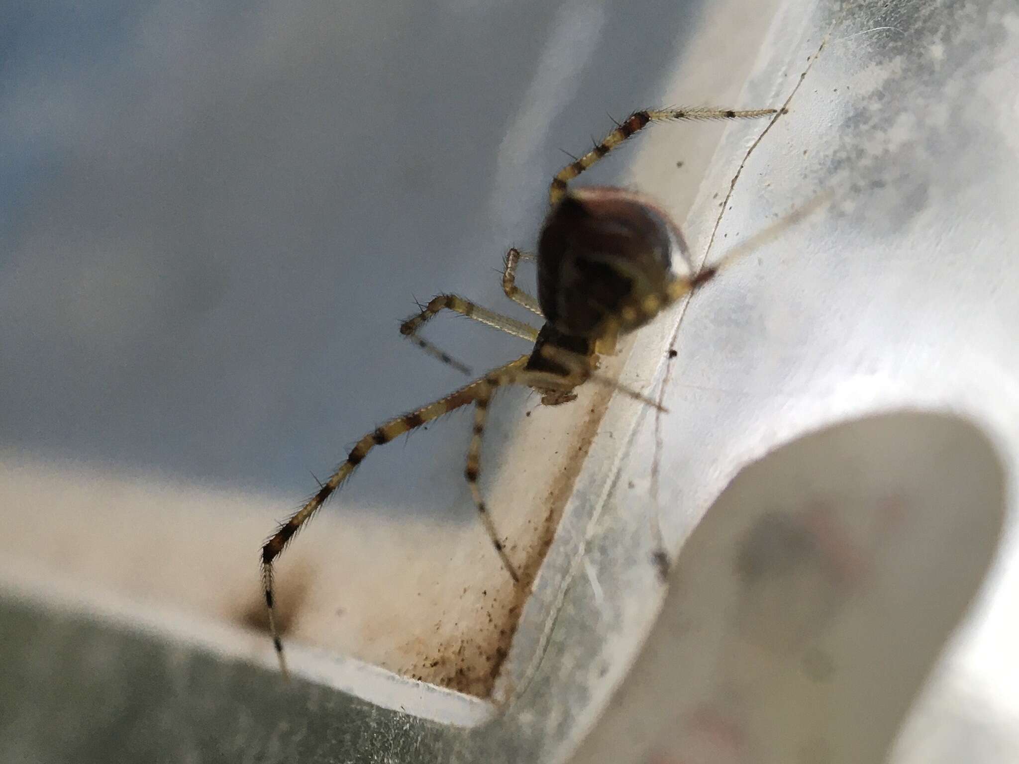 Image of Theridion pyramidale L. Koch 1867